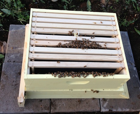 Bees in Hive