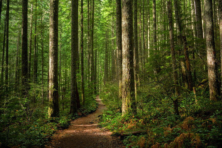 Save a forest, spread some knowledge on Arbor Day - Vimarsana News