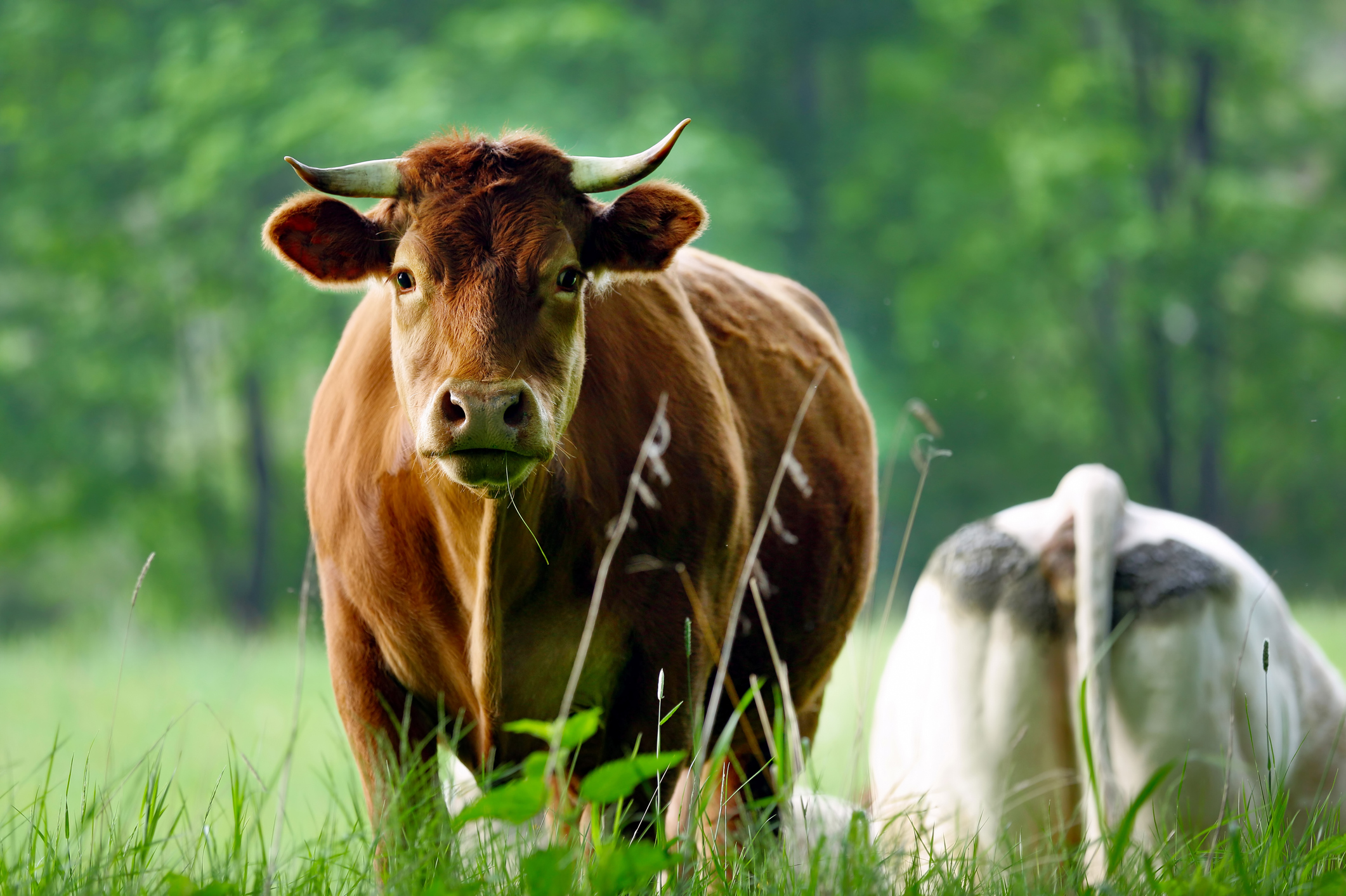 Cattle, climate change, and COVID-19 » Publications » - washingtonpolicy.org